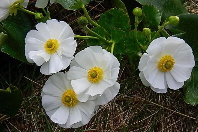 The Mount Cook Buttercup – the largest buttercup in the world.